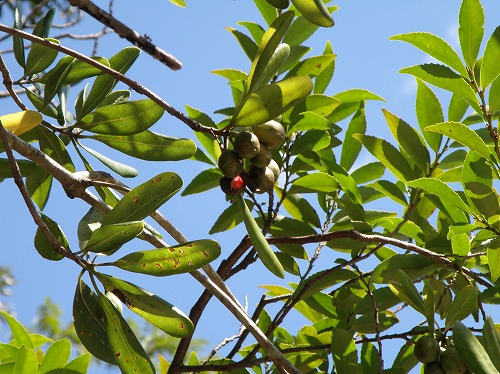 トベラの赤い実